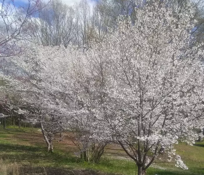 255 Watson Trace, Madisonville, TN 37354