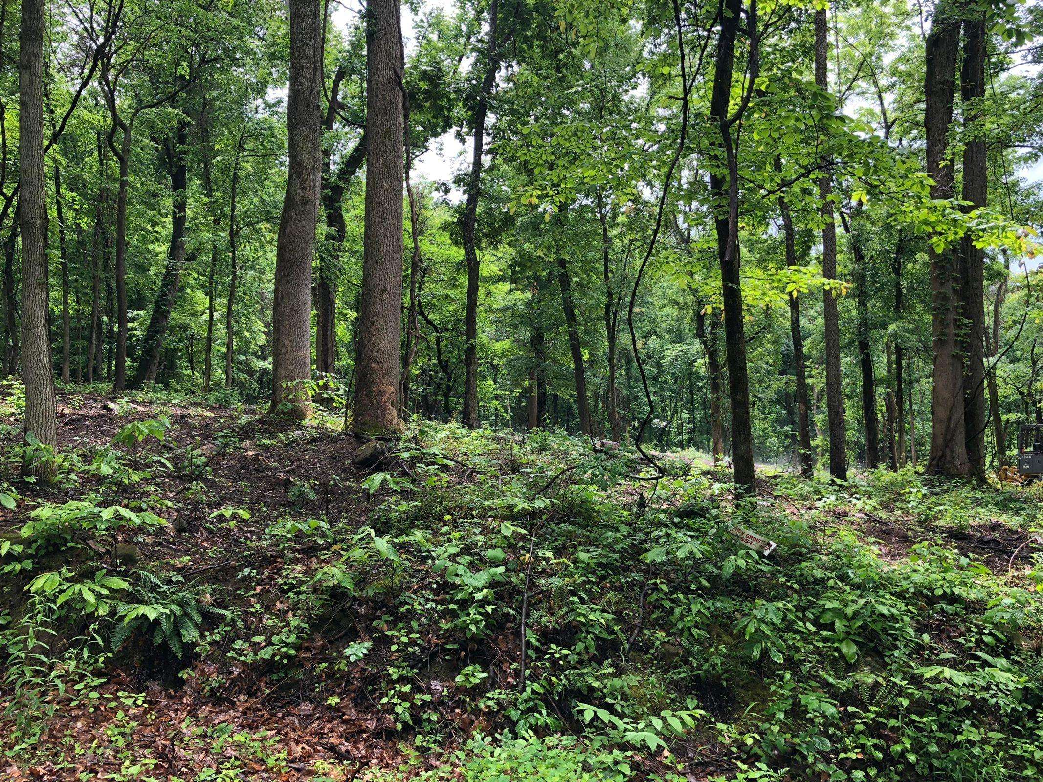 Blowing Cave Rd Rd, Sevierville, TN 37876
