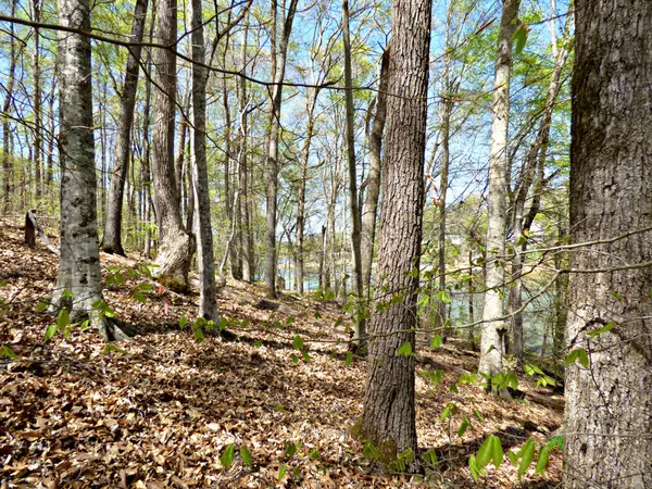 Dandridge, TN 37725,Lot 9 Clark LN