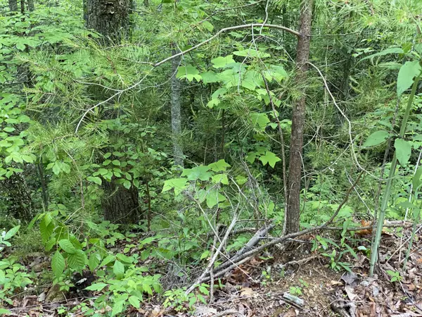 Sevierville, TN 37876,Lot 13 Black Oak DR