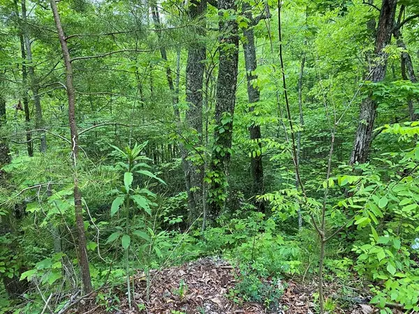 Sevierville, TN 37876,Lot 11 Black Oak DR