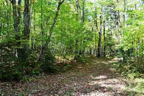 Deer Lodge, TN 37726,75.5 acres Rome Rd