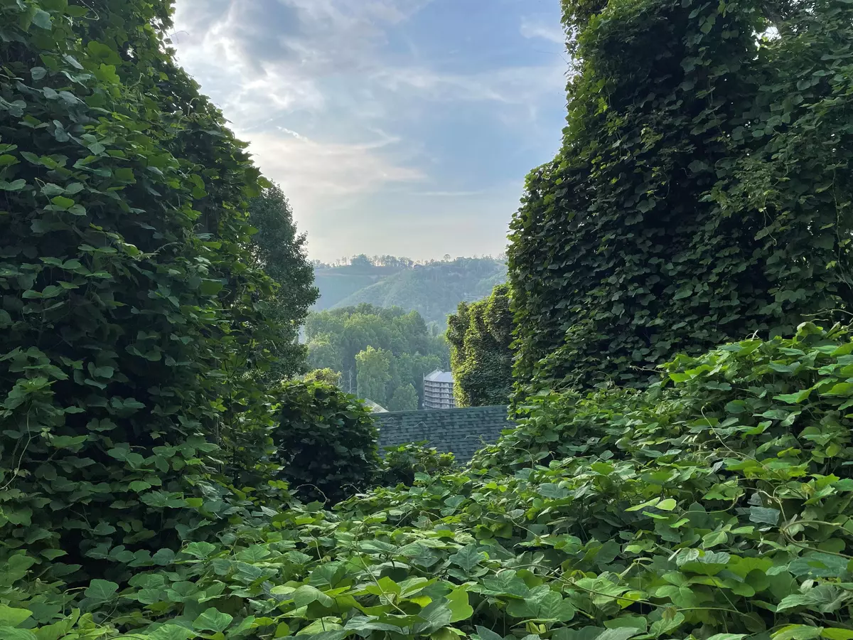 Gatlinburg, TN 37738,709 Windswept Rd