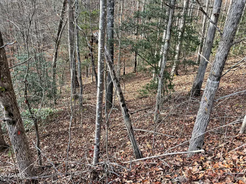 3899 Bear Track WAY, Del Rio, TN 37727