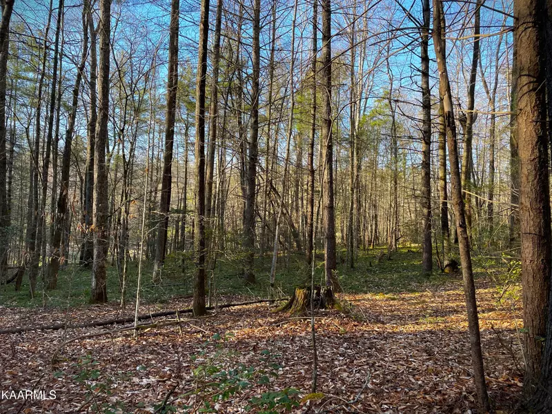 2.45 ac Cougar Trail, Del Rio, TN 37727