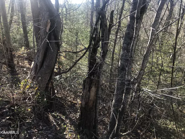 Sevierville, TN 37876,Lot 53 Butternut LN