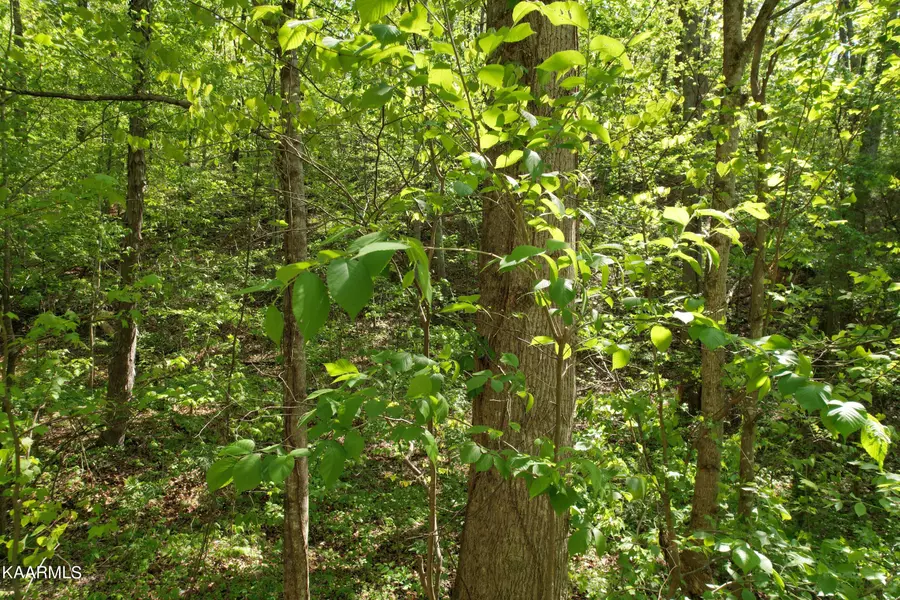 Spotted Fawn WAY, Sevierville, TN 37862