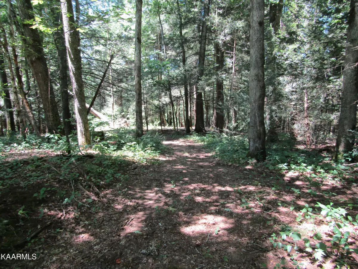 Deer Lodge, TN 37726,Lot 10 White Creek Loop