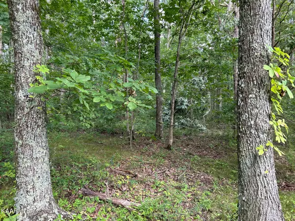 Spring City, TN 37381,16+ Acres Raccoon Ridge