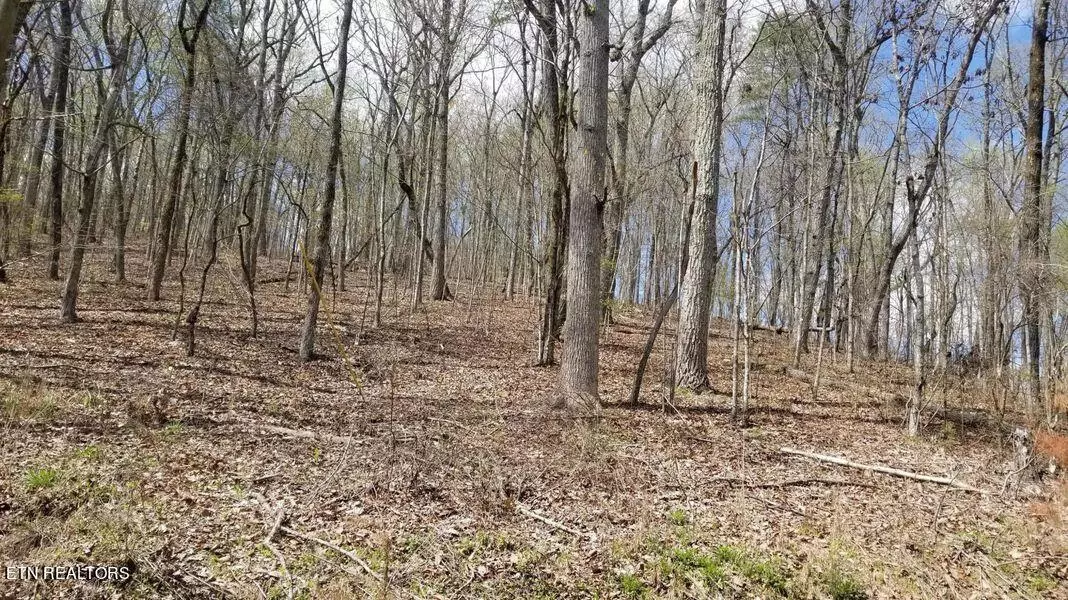 8.43 Acres Spruce, Willow & Maple DR, Spring City, TN 37381