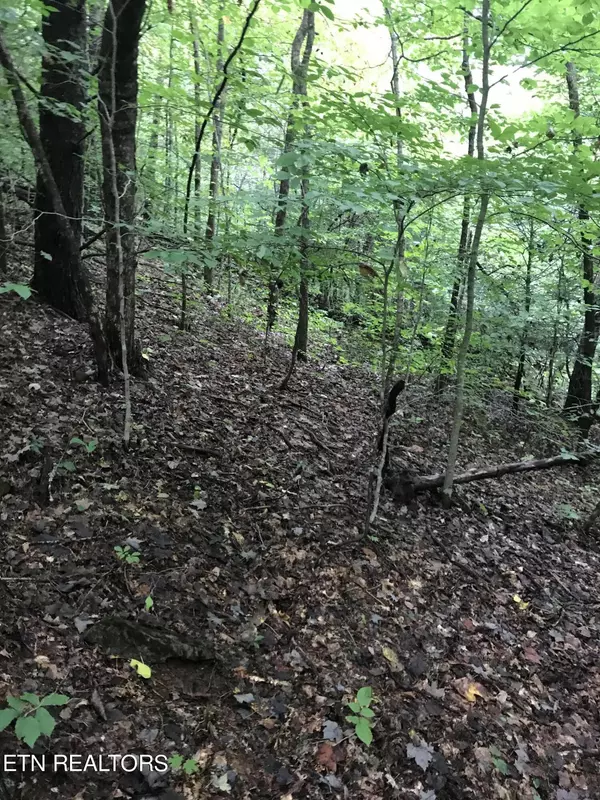 Thorn Hill, TN 37881,60.83 Acre Dana Cope Hollow Rd