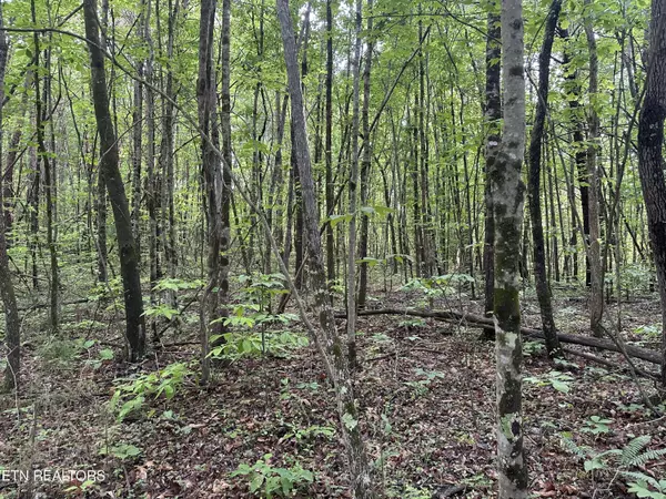 Tellico Plains, TN 37385,2 Acre - Unrestricted Land - Graves Rd