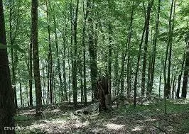 New Tazewell, TN 37825,Mountain Shores Lot 48 Rd