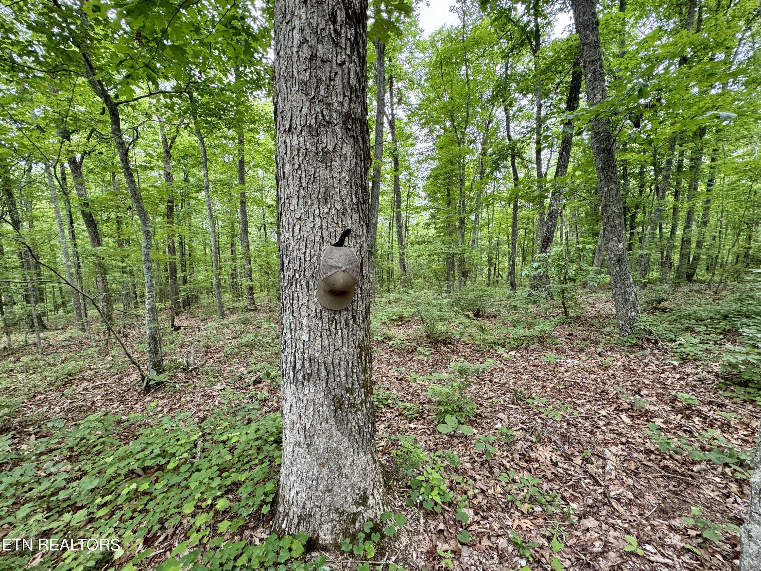 Oakdale, TN 37829,Green Ridge Tr