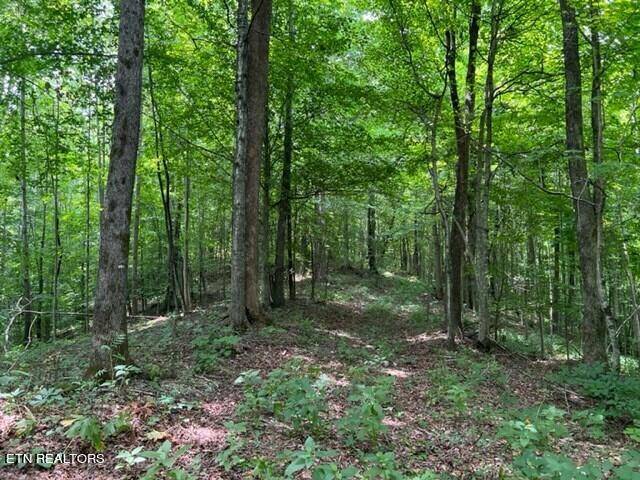Whitleyville, TN 38588,00 Skaggs Branch Rd