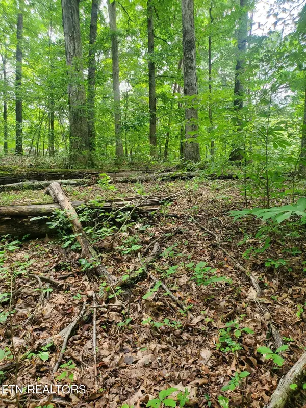 N. Shorewood LN, Caryville, TN 37714
