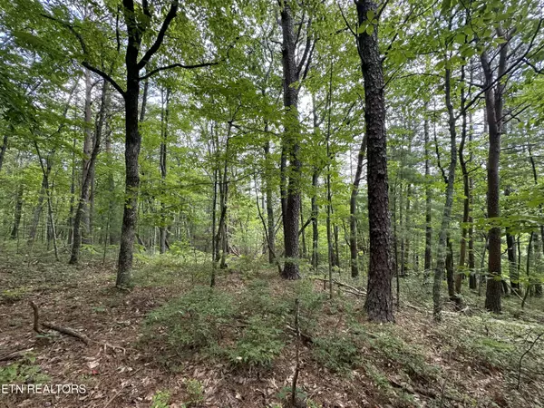 Tellico Plains, TN 37385,000 Cane Creek Mtn Rd