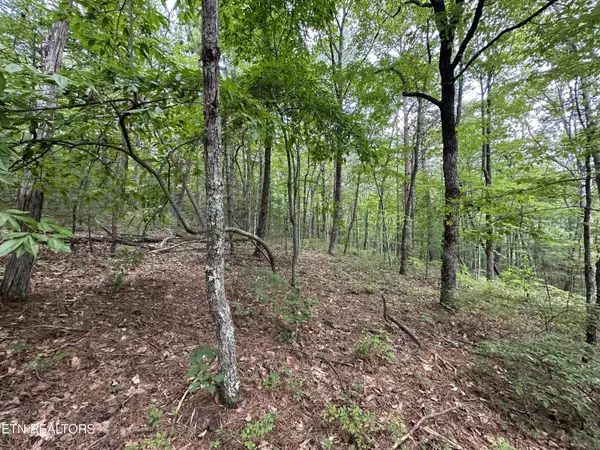 Tellico Plains, TN 37385,000 Cane Creek Mtn Rd