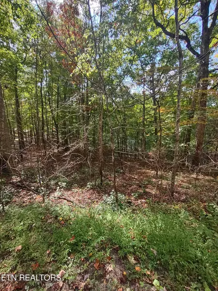 Hueston Wood LN, Speedwell, TN 37870