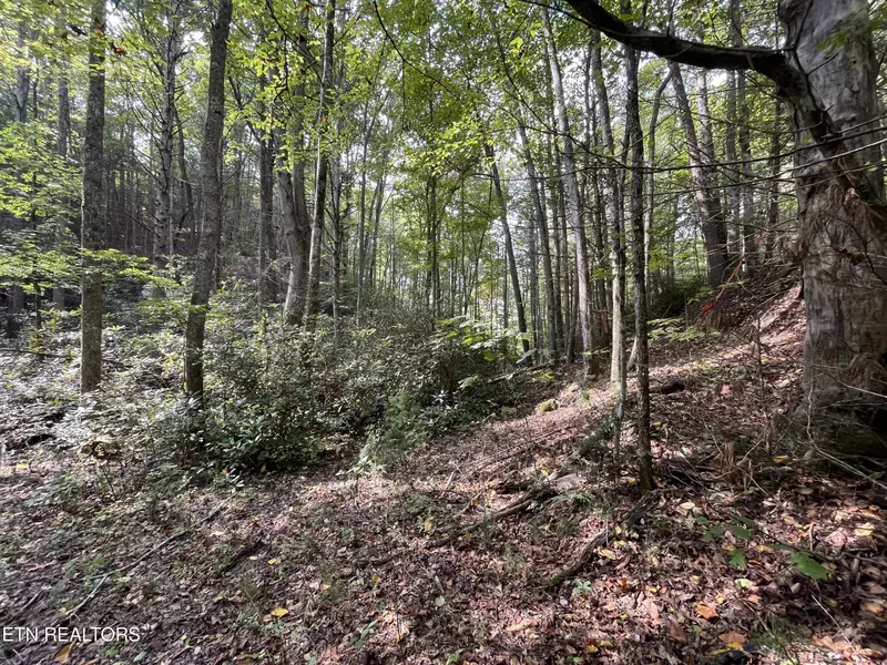 Lot16 Steer Creek Rd, Tellico Plains, TN 37385