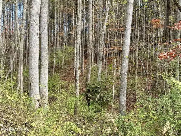 Rockwood, TN 37854,Lower Rockwood Rd Lot 17