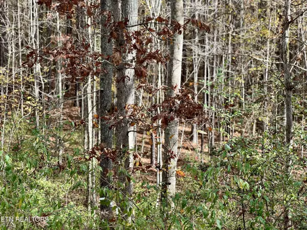 Rockwood, TN 37854,Lower Rockwood Rd Lot 17