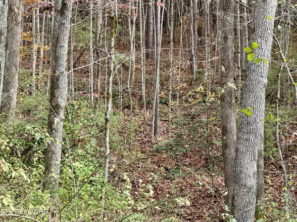 Rockwood, TN 37854,Lower Rockwood Rd Lot 20