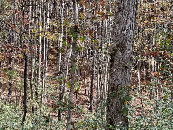 Rockwood, TN 37854,Lower Rockwood Rd Lot 20