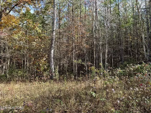 Rockwood, TN 37854,Lower Rockwood Rd Lot 24