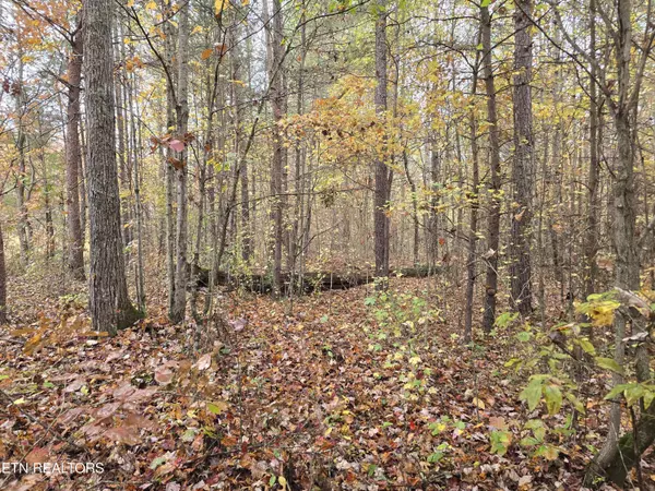 Robbins, TN 37852,Lot 1 Robbins Rd