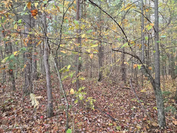 Robbins, TN 37852,Lot 1 Robbins Rd