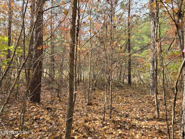 Lot 2 Robbins Rd, Robbins, TN 37852