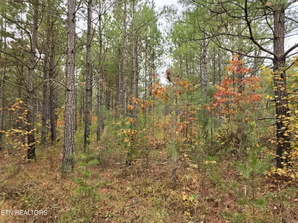 Robbins, TN 37852,Lot 7 Everette LN