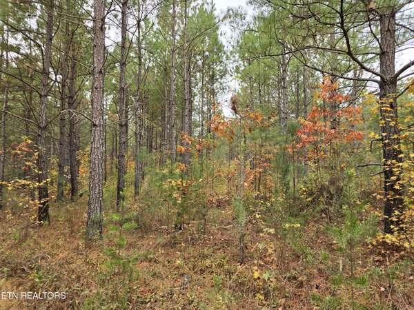 Lot 7 Everette LN, Robbins, TN 37852