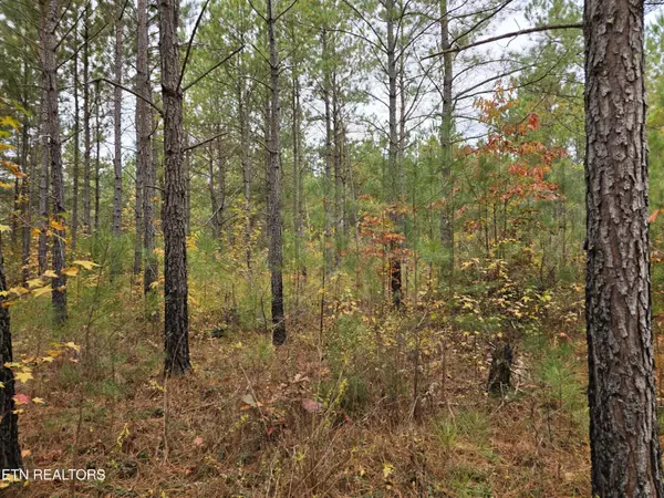 Robbins, TN 37852,Lot 7 Everette LN