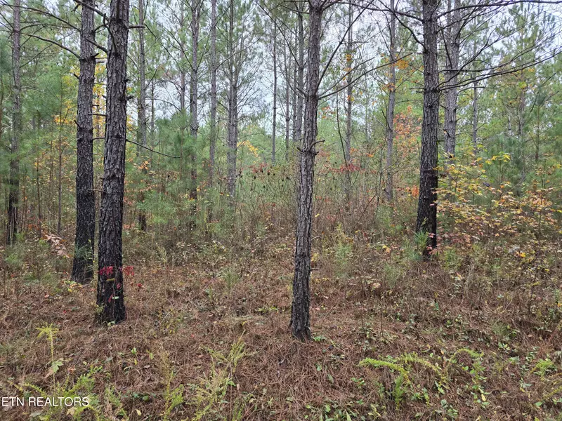 Lot 8 Everette LN, Robbins, TN 37852