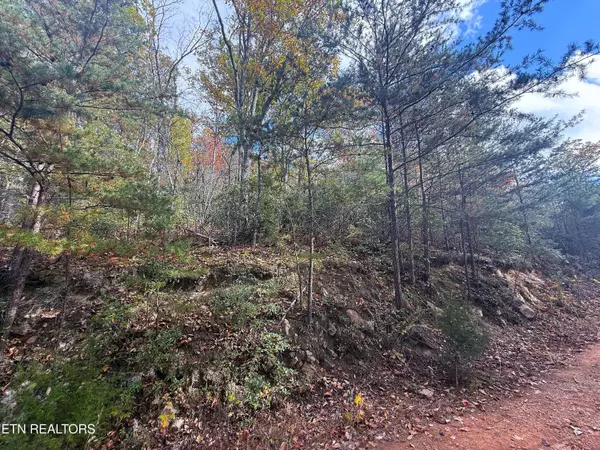 Cosby, TN 37722,1.41 Acres Green Forest Rd