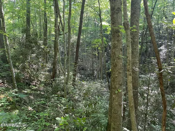 Sevierville, TN 37876,Lot 76 Sycamore St