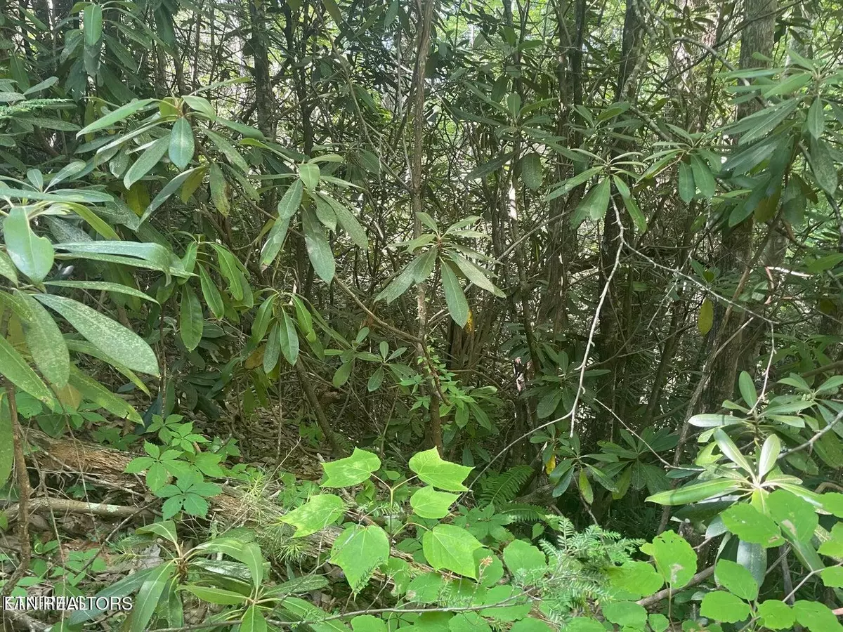 Sevierville, TN 37876,Lot 89 Sycamore St