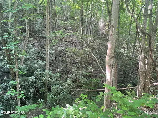 Sevierville, TN 37876,Lot 71 Hazelnut LN