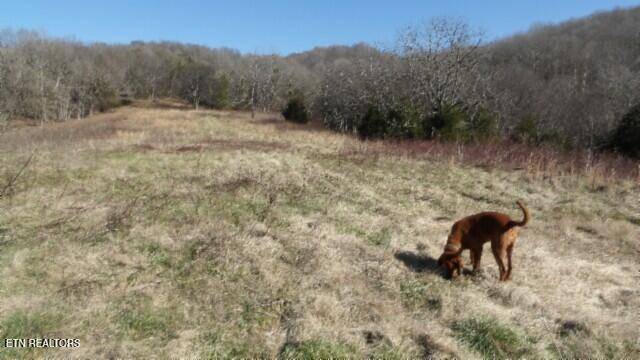 58.08ac Spring Fork Rd, Granville, TN 38564