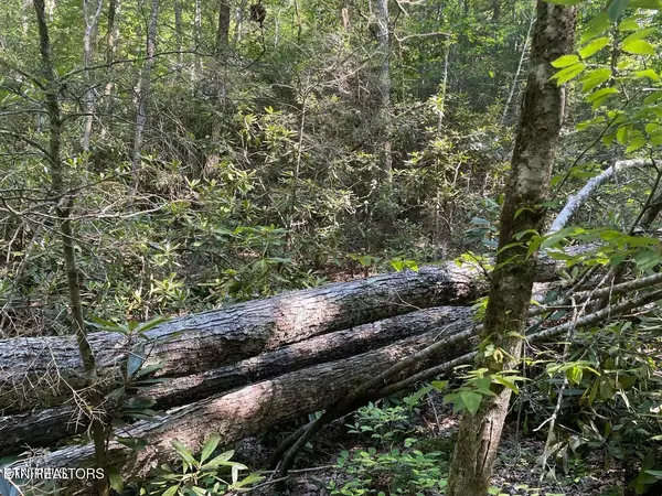 Sevierville, TN 37876,Lot 6 Sycamore St