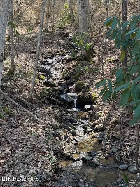 Del Rio, TN 37727,Cougar Tr