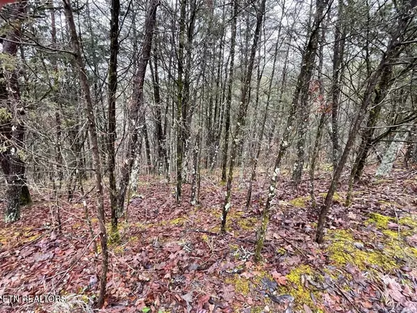Sevierville, TN 37876,Coveside -38 acres WAY