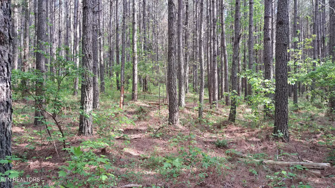 Airport Rd - Lot 15 (PCA), Rockwood, TN 37854