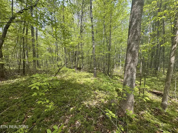 Allardt, TN 38504,50 acres Oloff Smith Rd