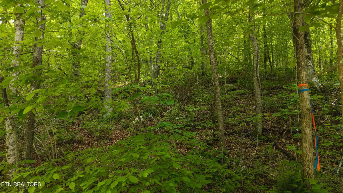 Rutledge, TN 37861,0 Avondale Hollow Rd