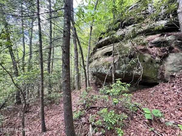 Oneida, TN 37841,Bear Hollow Rd