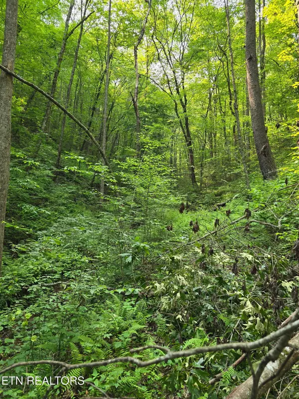 Reliance, TN 37369,Towee Mountain DR