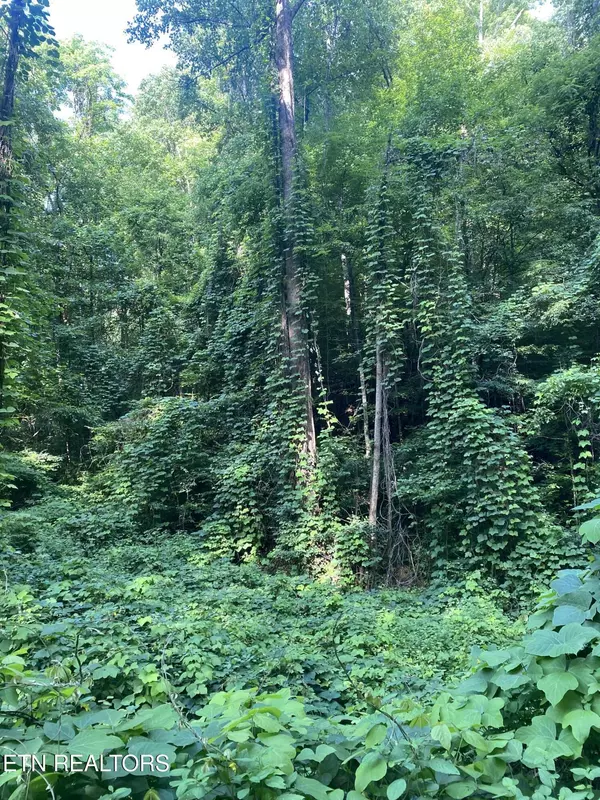 Dandridge, TN 37725,Lower Reinhart Rd